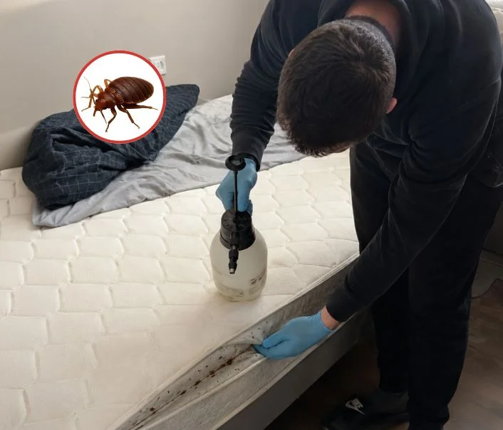 Technicien traitant un matelas contre les punaises de lit à Mareil-Marly
